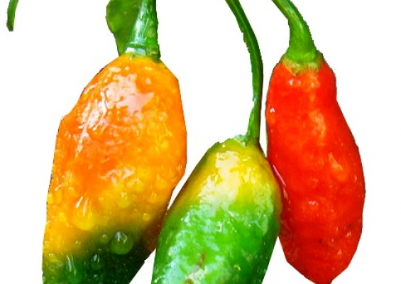 Pimenta Bhut Jolokia Gastrovia Turismo E Gastronomia